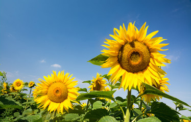 Sonneblumen