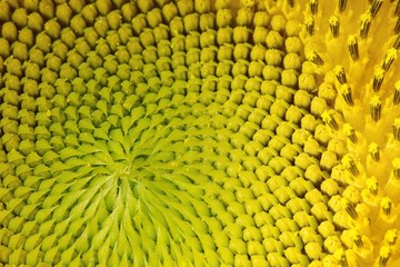 Macro sunflower picture.