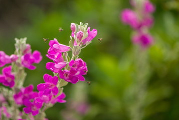 Fototapeta premium Bee works