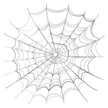 Complicated Spider Web On White