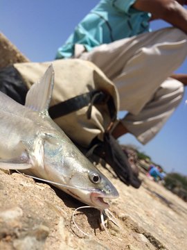 Pescado sobre muelle