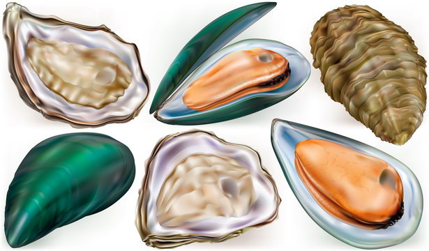 Set of mussels and oysters