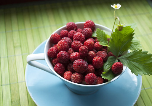 「Walderdbeeren」の画像 - 428 件の Stock 写真、ベクターおよびビデオ | Adobe Stock 「Walderdbeeren」の画像 - 428 件の Stock 写真、ベクターおよびビデオ | Adobe Stock