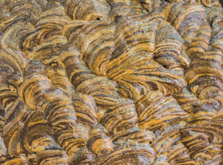 wasp nest texture