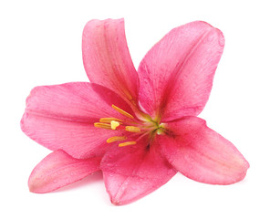 Pink lily.