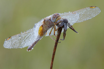 Heidelibelle
