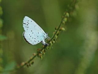 Eiablage des Faulbaumbläulings (Celastrina argiolus) an Weißem Steinklee (Melilotus albus)
