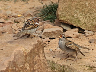 Junger Haussperling (Passer domesticus) bettelt beim Vater um Futter