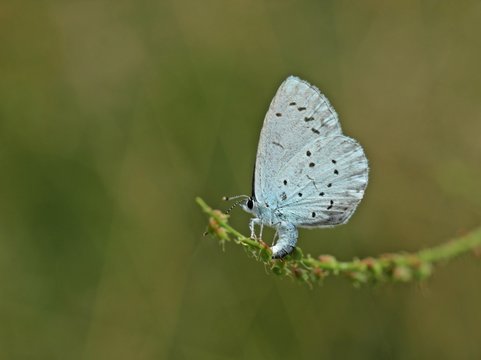 Eiablage des Faulbaumbl&auml;ulings (Celastrina argiolus) an Wei&szlig;em Steinklee (Melilotus albus)
