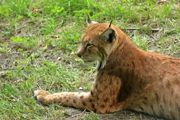 Ruhender Luchs (Lynx lynx)
