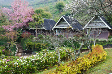 Fototapeta na wymiar Wooden hut in cherry blossom bloom