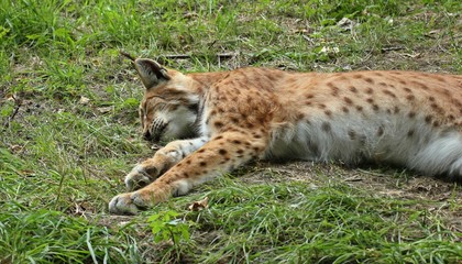 Naklejka na ściany i meble Schlafender Luchs (Lynx lynx) 
