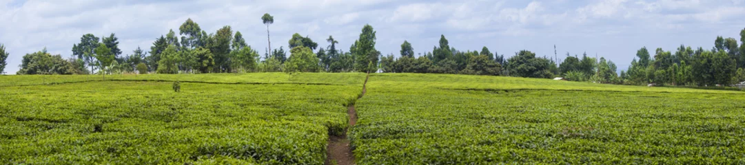 Foto op Plexiglas anti-reflex tea plantation panorama © Wollwerth Imagery