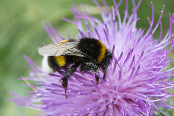 Bumblebee hanging on a flower