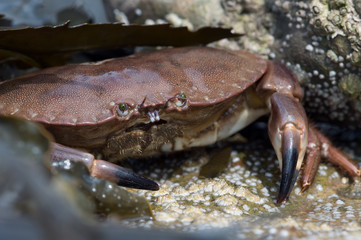 Brown Crab (Cancer Pagarus)/Brown Crab on a barnacle covered rock - obrazy, fototapety, plakaty