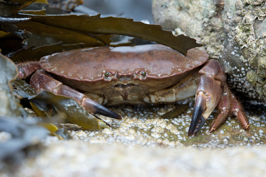 Brown Crab (Cancer Pagarus)/Brown Crab on a barnacle covered rock