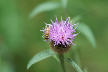 Hover fly on purple blossom