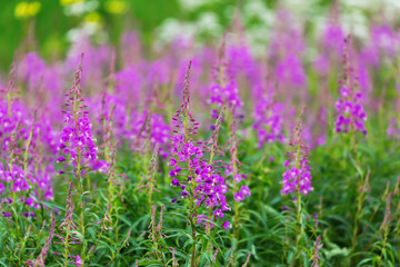 Obraz premium Fireweed