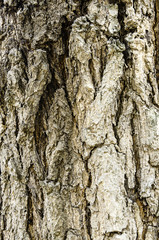 detail of gnarled tree trunk