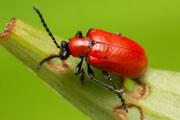 Scarlet lily beetle, Lilioceris lilii on damaged leaf