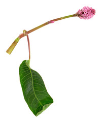 Blooming water smartweed, Persicaria amphibia isolated on white background