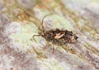 Lesser Thorn-tipped Longhorn, Pogonocherus hispidus on wood