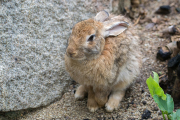 brown rabbit with rocks.