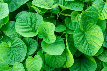 green leaf background