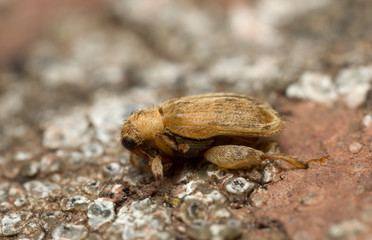 Orchestes quercus