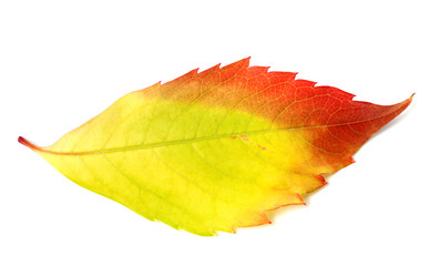 Multicolor autumn leaf from parthenocissus quinquefolia foliage