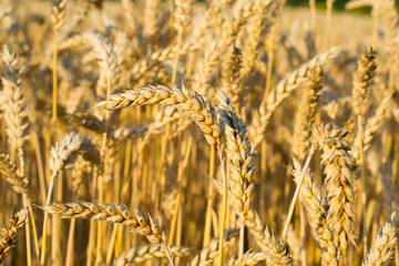 Close up of ripe wheat ears