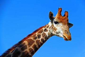 Giraffe against the sky
