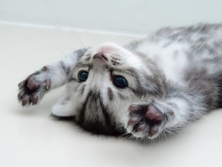 Cute American shorthair kitten