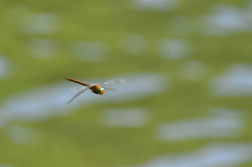 Dragonfly close up flying over the water