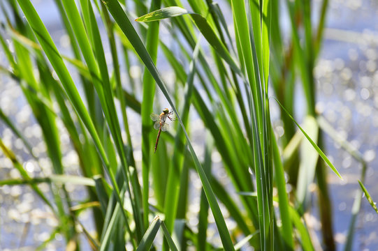 Dragonfly close up sitting on the grass above the water