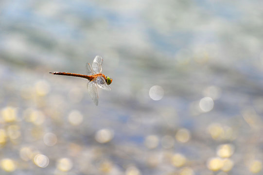 Dragonfly close up flying over the water