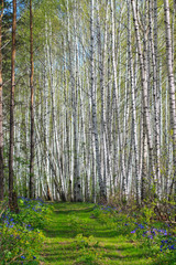 Sunny birch grove