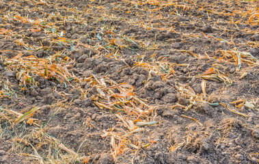 End of the summer, dried corn after harvesting.