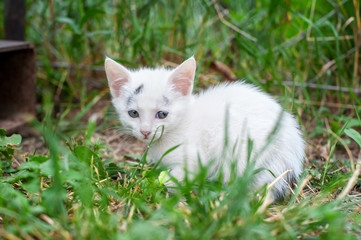 Naklejka na ściany i meble Cute little kitten in the garden / Little cat in spring garden