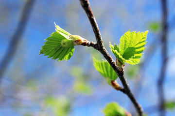 Young birch leaves