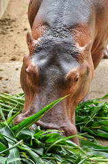 Hippopotamus eatting