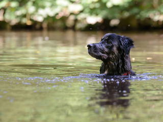 dog in lake