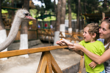Little emotional boy with  mother feed ostrich in contact zoo