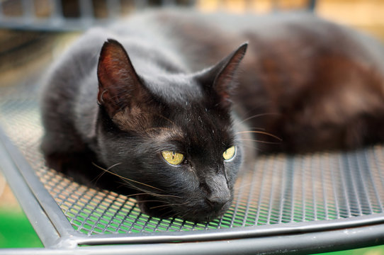 Havana Brown Cat Resting On Chair