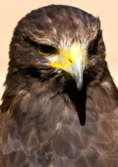 Close up of Eagle head and upper body