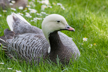 Magellan Goose portrait
