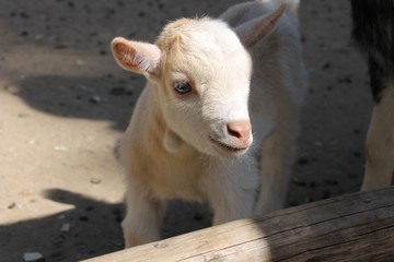 Little goat