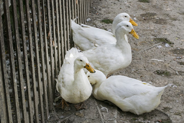 white ducks