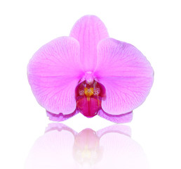 Fototapeta na wymiar Pink orchid Blooms on white background