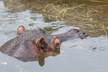 Hippo under water